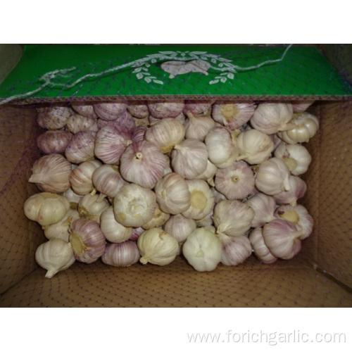 5.0cm Fresh Normal White Garlic